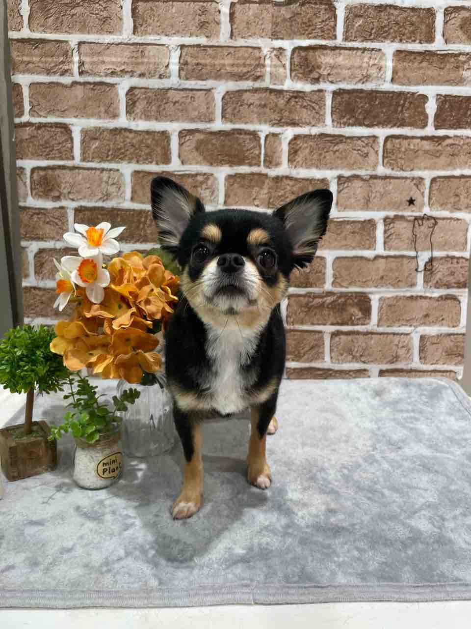 トリミングコーナー 京都 カインズ木津川店ペッツワンコーナースタッフブログ