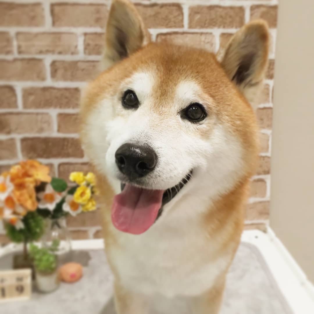 トリミングコーナー 京都 カインズ木津川店ペッツワンコーナースタッフブログ