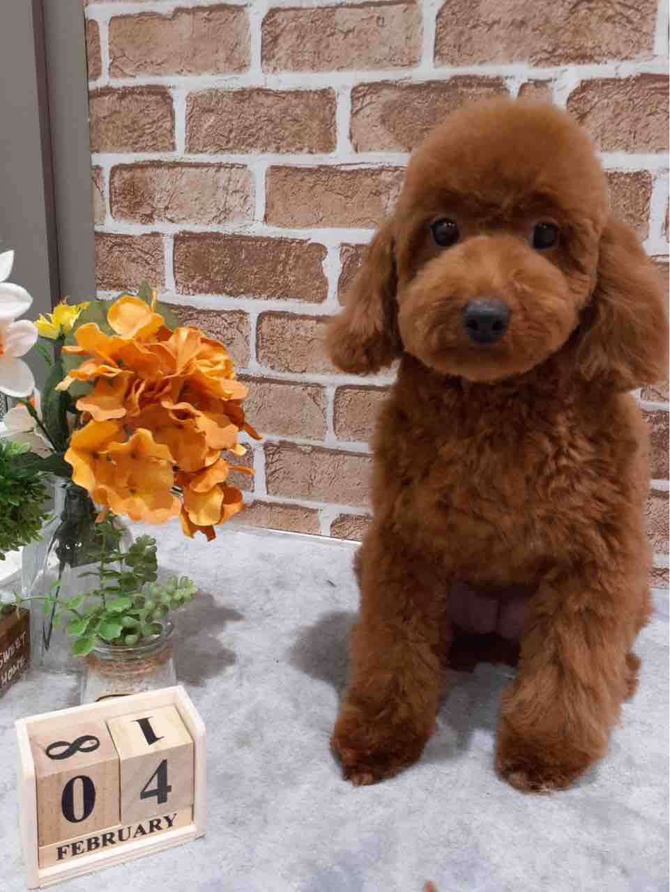 京都 カインズ木津川店ペッツワンコーナースタッフブログ