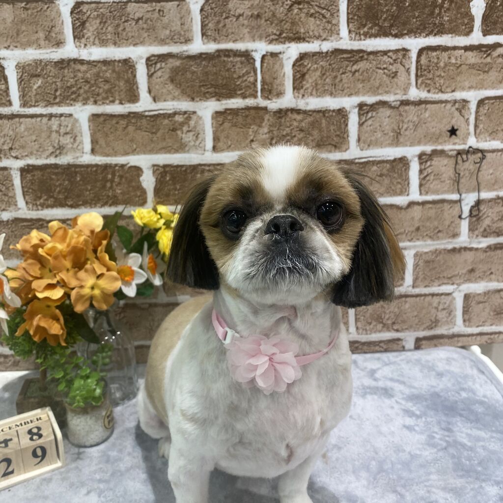 トリミングコーナー 京都 カインズ木津川店ペッツワンコーナースタッフブログ