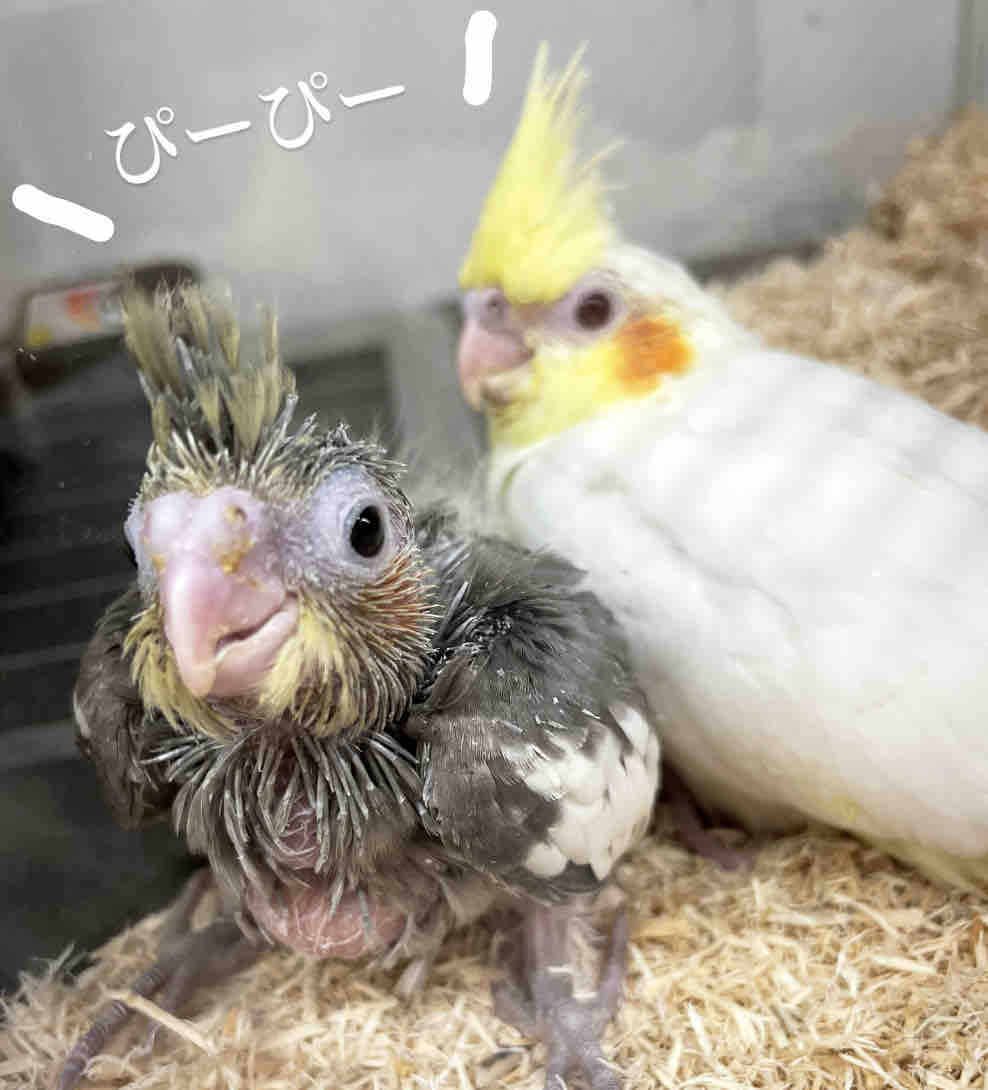 可愛い赤ちゃん 小動物 京都 カインズ木津川店ペッツワンコーナースタッフブログ 可愛い赤ちゃん 小動物 京都 カインズ木津川店ペッツワンコーナースタッフブログ