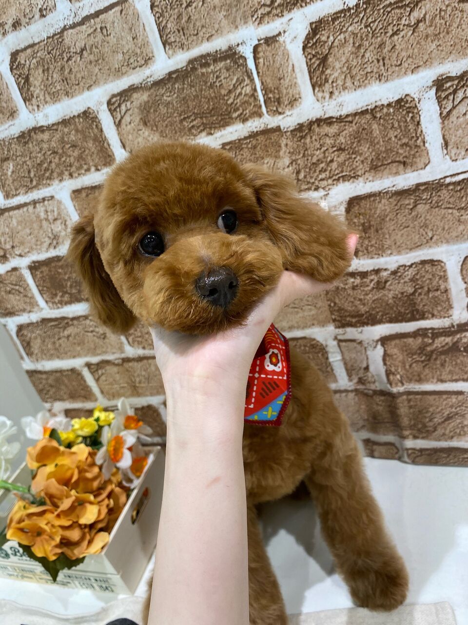 トリミングコーナー 京都 カインズ木津川店ペッツワンコーナースタッフブログ