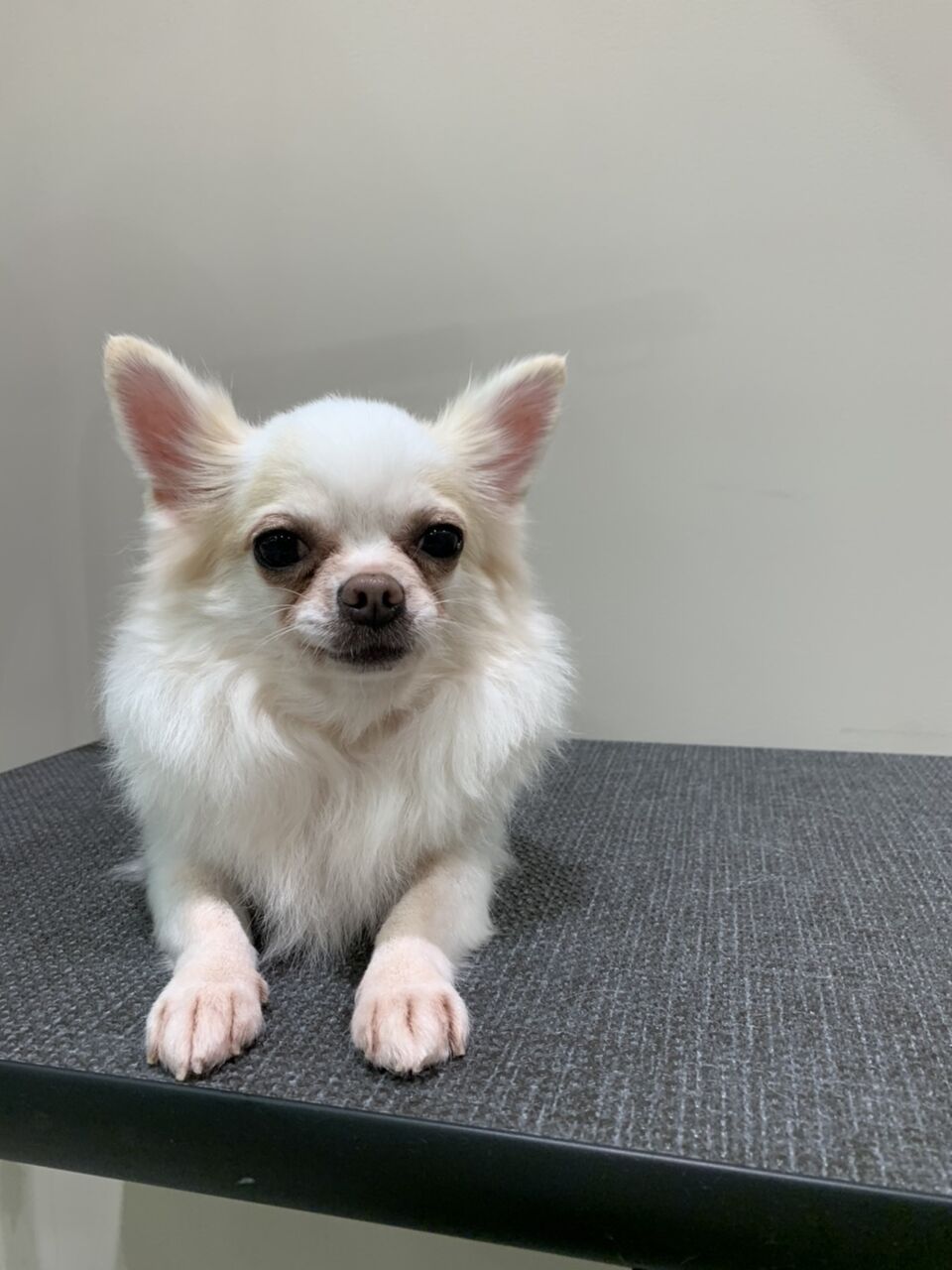 シャンプーに来てくれたチワワちゃん 京都 カインズ木津川店ペッツワンコーナースタッフブログ