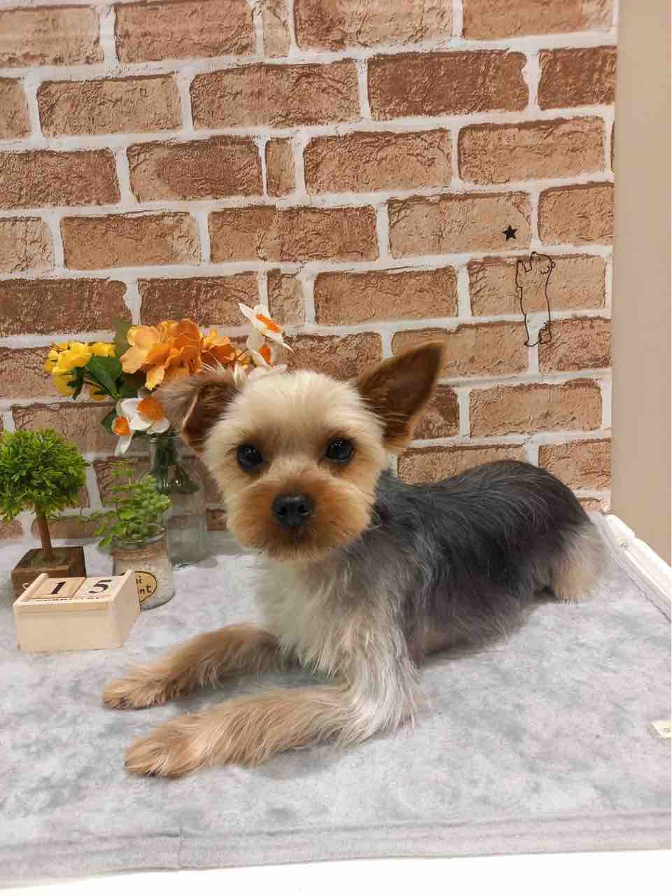 トリミングコーナー 京都 カインズ木津川店ペッツワンコーナースタッフブログ