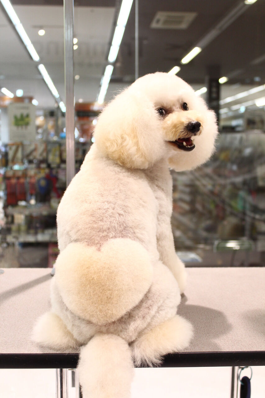 トリミング デザインカット ペットショップワンラブ 愛知県小牧市 カインズ小牧店ペッツワンコーナーのスタッフブログ トリミング デザインカット ペットショップワンラブ 愛知県小牧市 カインズ小牧店ペッツワンコーナーのスタッフブログ