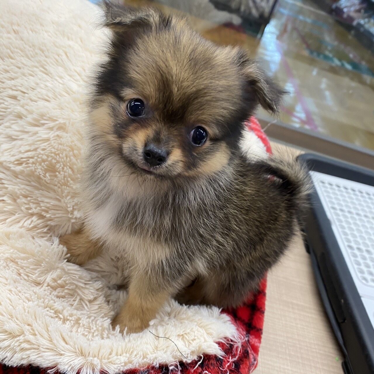 新犬ポメチー ペットショップワンラブ 愛知県小牧市 カインズ小牧店ペッツワンコーナーのスタッフブログ