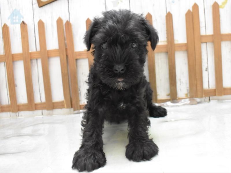 黒のシュナちゃん ペットショップワンラブ 愛知県小牧市 カインズ小牧店ペッツワンコーナーのスタッフブログ