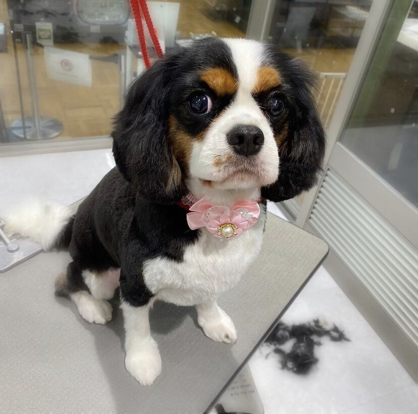 トリミング キャバリアサマーカット ペットショップワンラブ 愛知県小牧市 カインズ小牧店ペッツワンコーナーのスタッフブログ