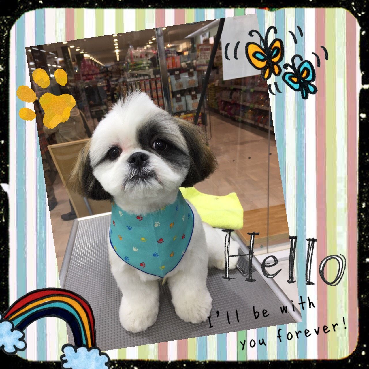 シーズー シャンプーカット カインズ守山 名古屋市守山区 ペットショップワンラブ カインズ守山店のスタッフブログ