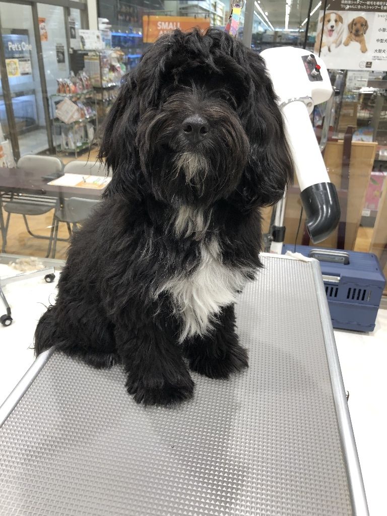 パピプー ｓｃ 沼津店 伊藤 静岡県沼津市 ペットショップワンラブ カインズ沼津店のスタッフブログ