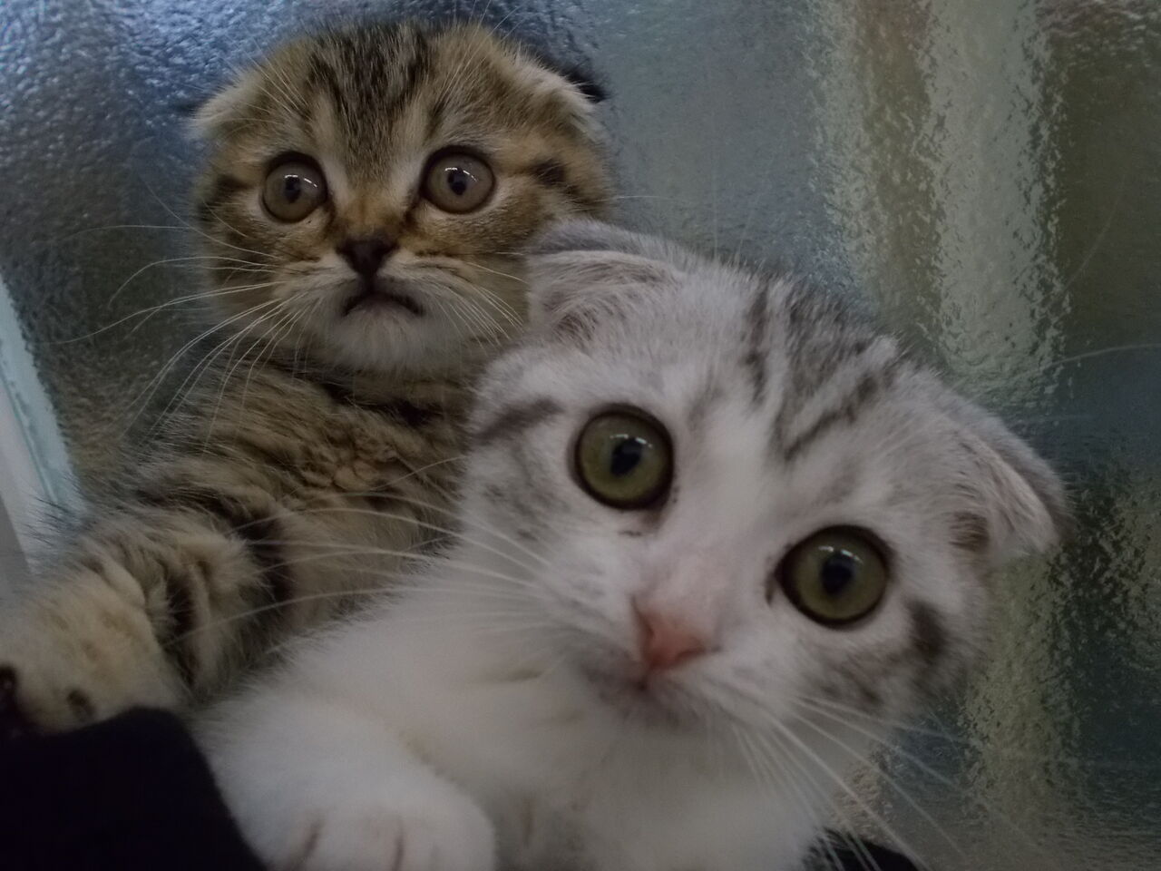 新しいメンバー ペットショップ ワンラブ カインズ鳥取店 スタッフブログ