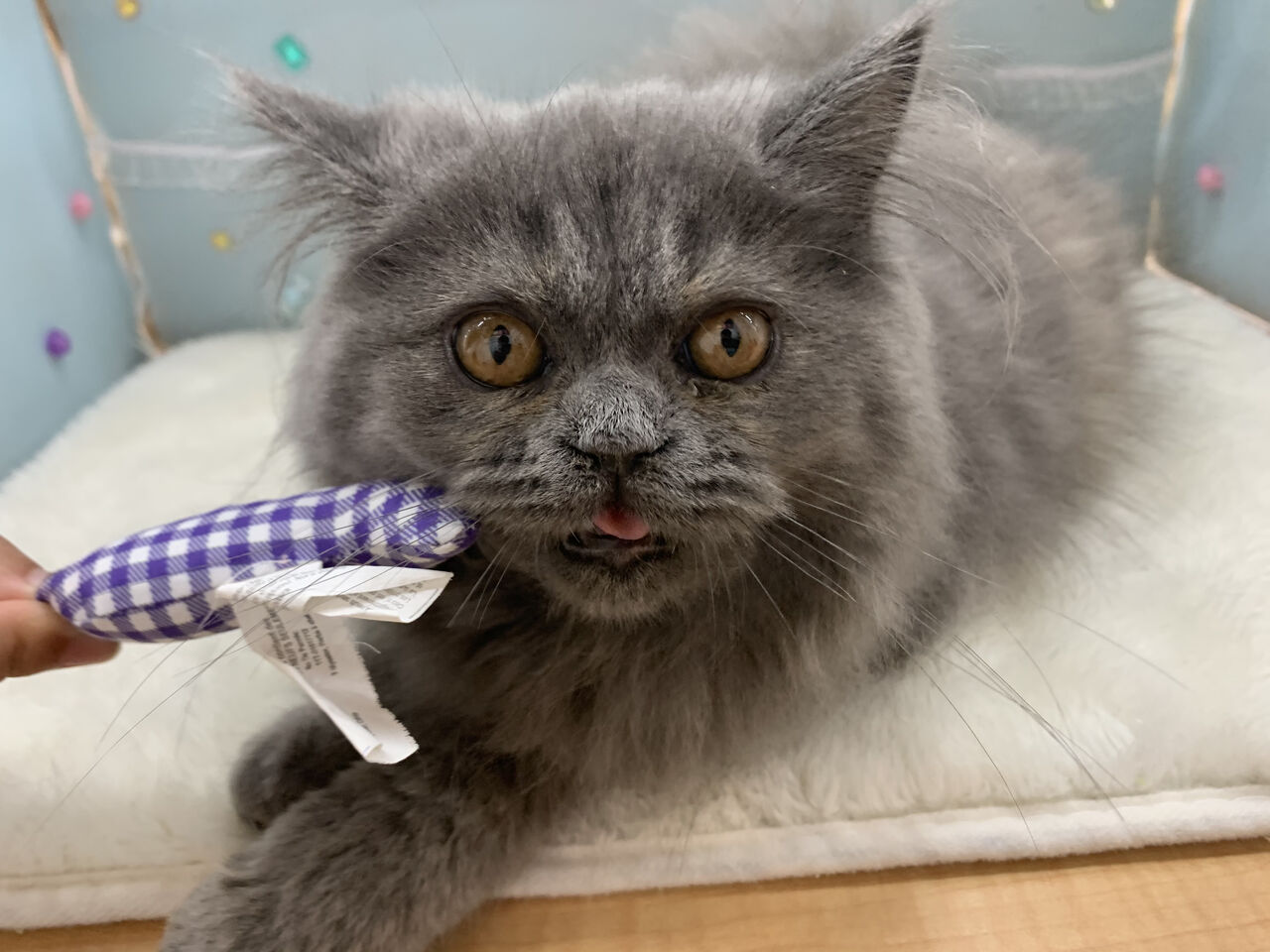 モフモフ猫ちゃん ペットショップワンラブ ユニディ市川千鳥町店のスタッフブログ モフモフ猫ちゃん ペットショップワンラブ ユニディ市川千鳥町店のスタッフブログ