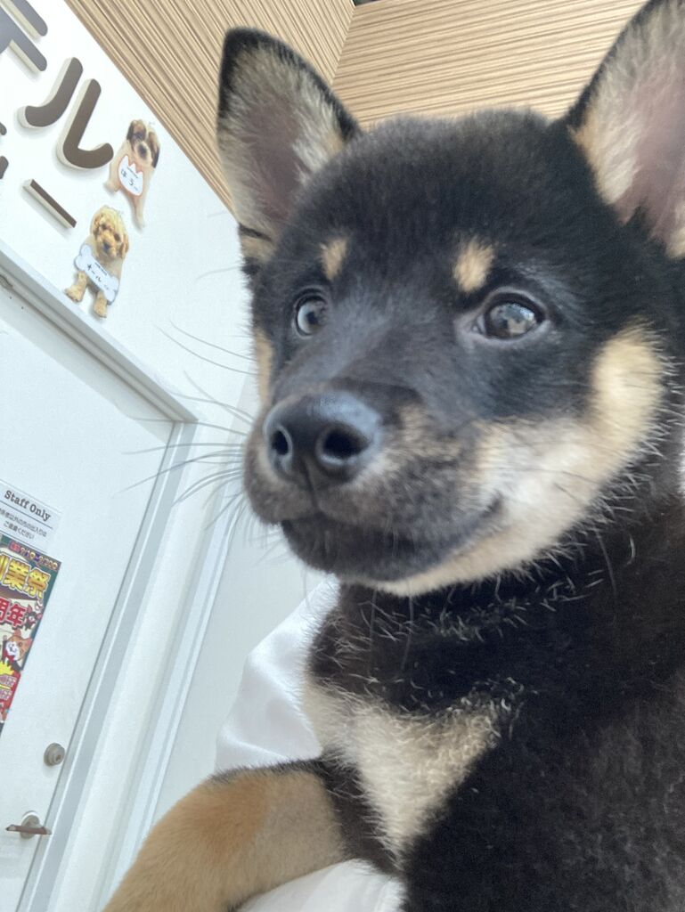 毛並みがきれいな黒柴くん ワンラブ千鳥町店のスタッフブログ 毛並みがきれいな黒柴くん ワンラブ千鳥町店のスタッフブログ