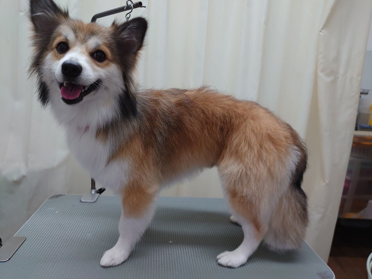 本日のトリミング ペットショップワンラブ ユニディ市川千鳥町店のスタッフブログ 本日のトリミング ペットショップワンラブ ユニディ市川千鳥町店のスタッフブログ