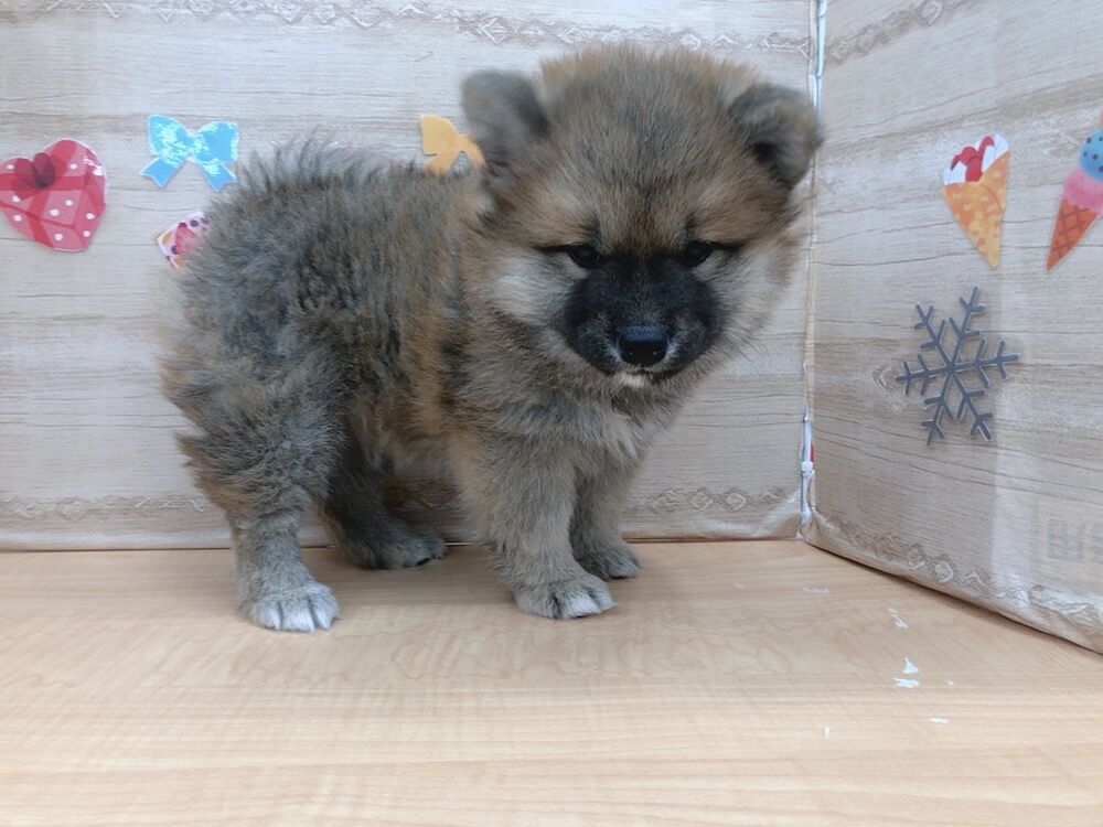 可愛すぎると評判の ペットショップワンラブ ユニディ市川千鳥町店のスタッフブログ 可愛すぎると評判の ペットショップワンラブ ユニディ市川千鳥町店のスタッフブログ