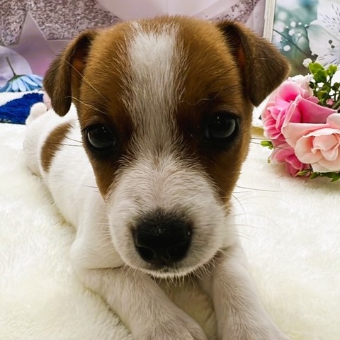正方