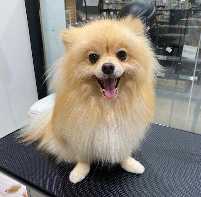 ポメラニアン ペットショップワンラブ カインズ富士宮小泉店のスタッフブログ ポメラニアン ペットショップワンラブ カインズ富士宮小泉店のスタッフブログ