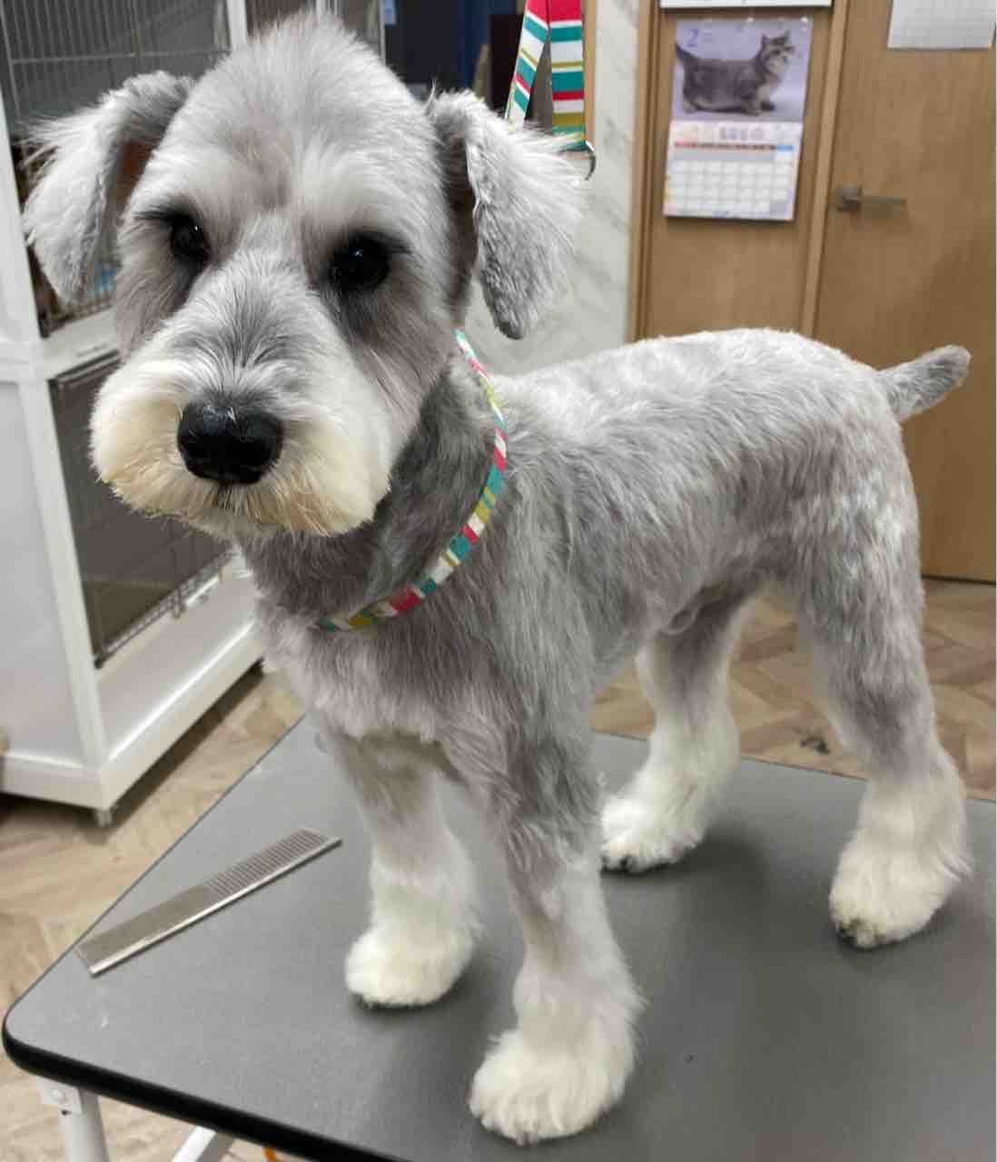 Amazon.com : Pro pet Grooming kit，Pet Grooming Vacuum Picks