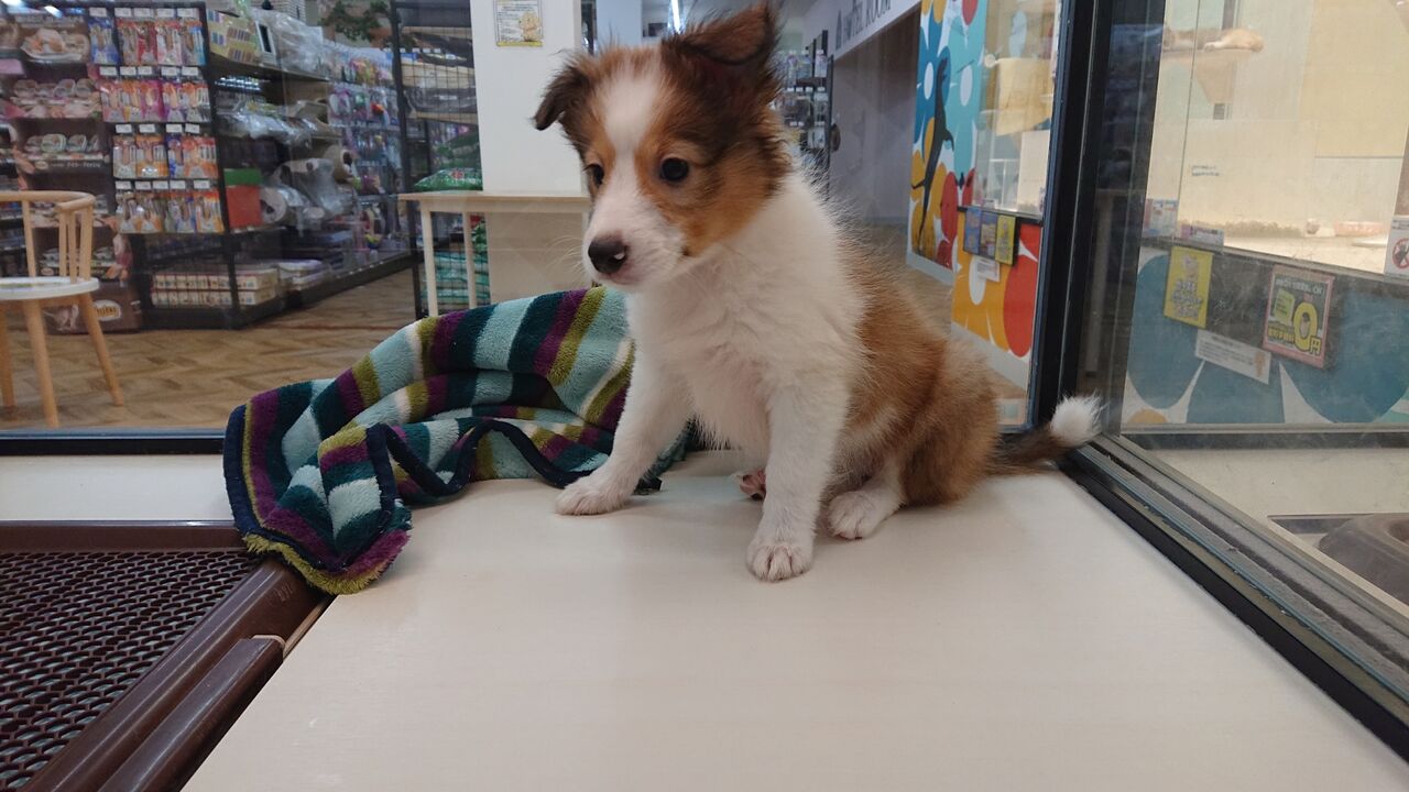 ミックス犬 ペットショップワンラブ ｍｅｇａドン キホーテ福岡福重店のスタッフブログ