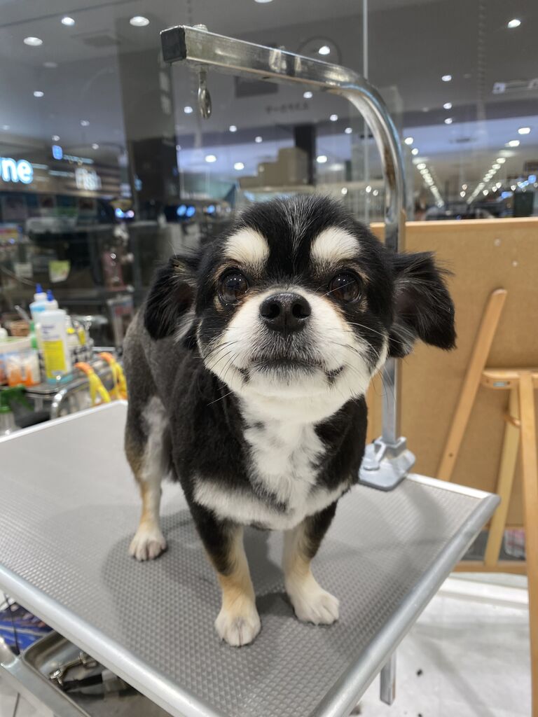 チワワ シャンプーカット 船橋習志野店 酒井 カインズ船橋習志野店ペッツワンコーナーペットショップワンラブのスタッフブログ