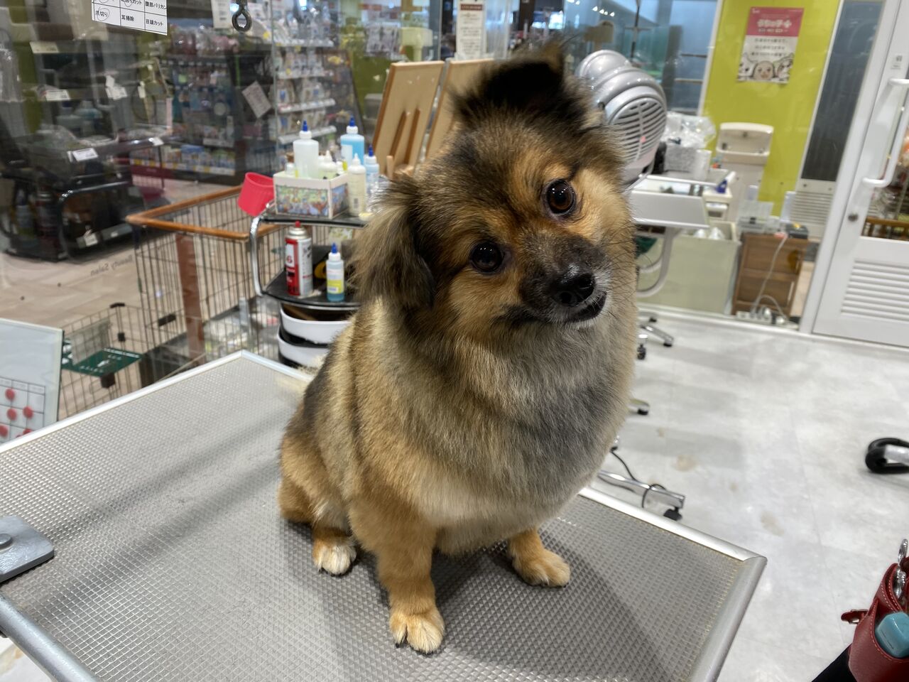 ポメックス カットコース 船橋習志野店 松山 カインズ船橋習志野店ペッツワンコーナーペットショップワンラブのスタッフブログ