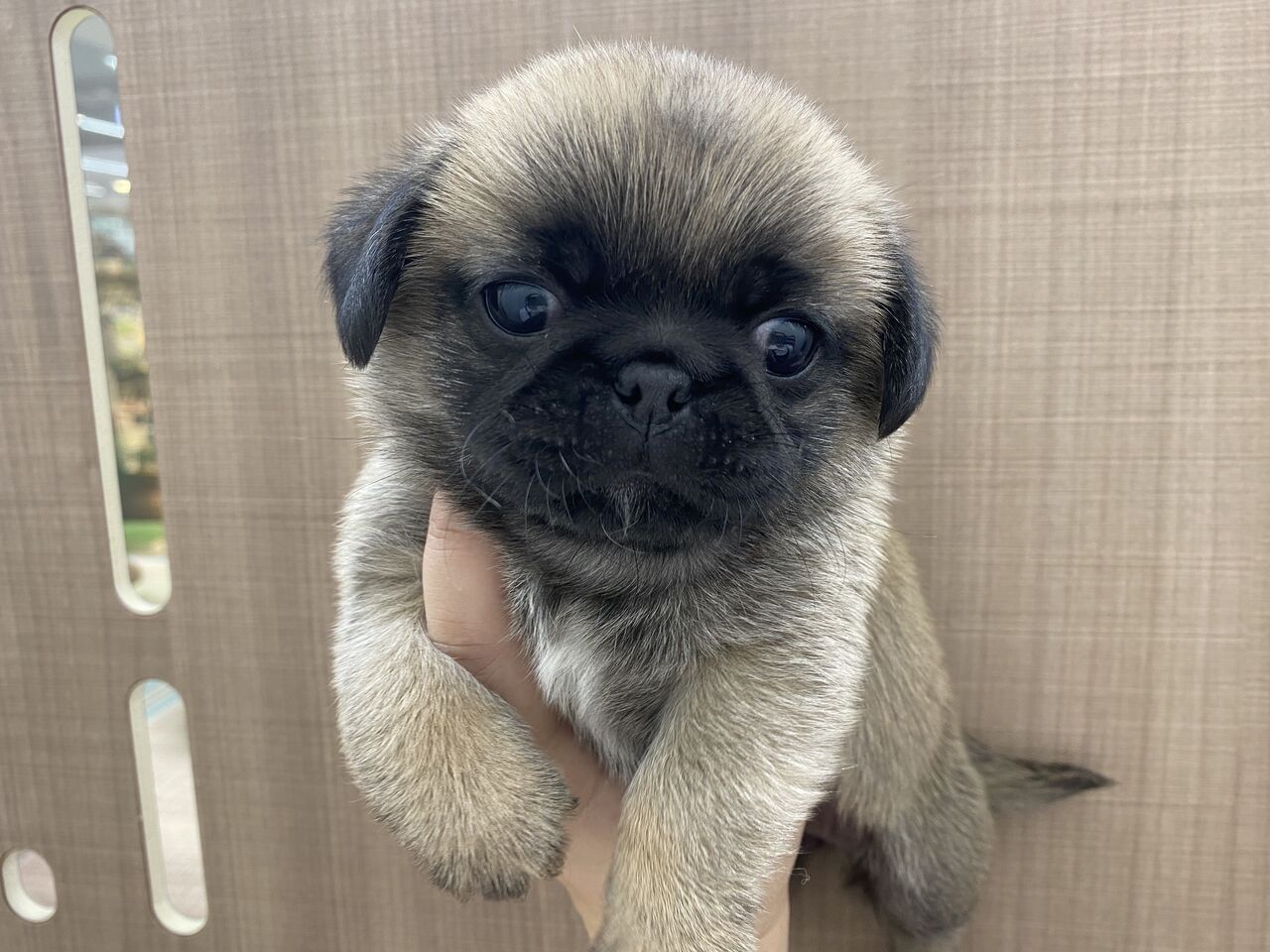 わんちゃん紹介 カインズ船橋習志野店ペッツワンコーナーペットショップワンラブのスタッフブログ わんちゃん紹介 カインズ船橋習志野店ペッツワンコーナーペットショップワンラブのスタッフブログ