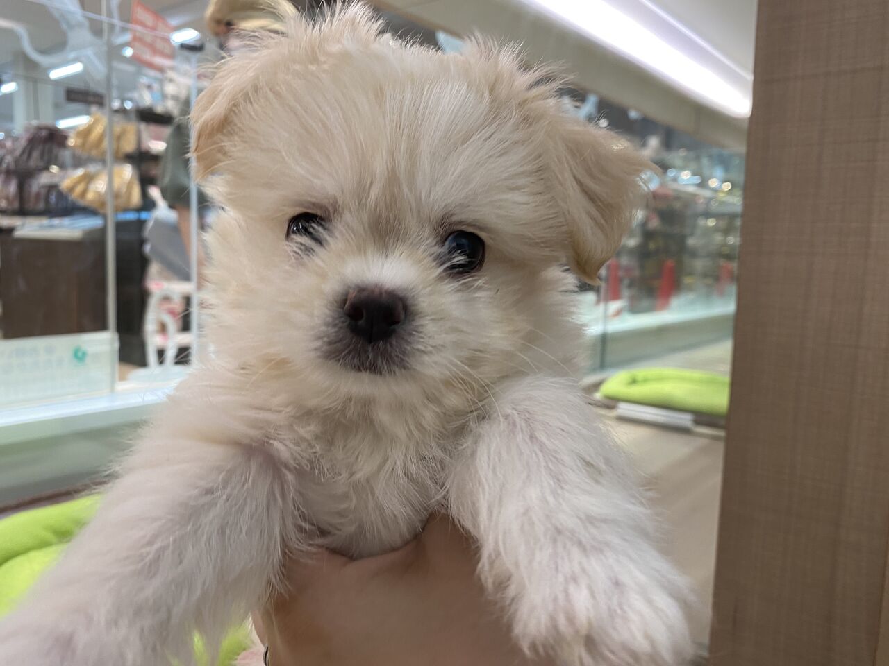 わんちゃん紹介 カインズ船橋習志野店ペッツワンコーナーペットショップワンラブのスタッフブログ わんちゃん紹介 カインズ船橋習志野店ペッツワンコーナーペットショップワンラブのスタッフブログ