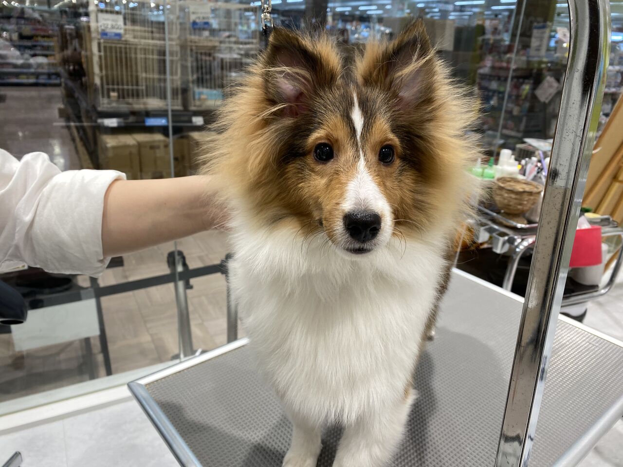 シェルティ シャンプーコース 船橋習志野店 松山 カインズ船橋習志野店ペッツワンコーナーペットショップワンラブのスタッフブログ