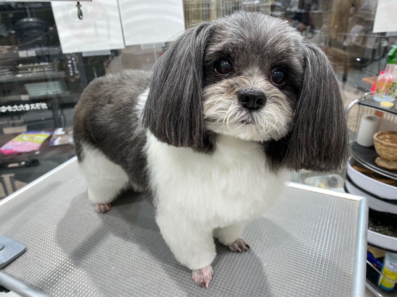 パピシーズ シャンプーカット 船橋習志野店 松山 カインズ船橋習志野店ペッツワンコーナーペットショップワンラブのスタッフブログ