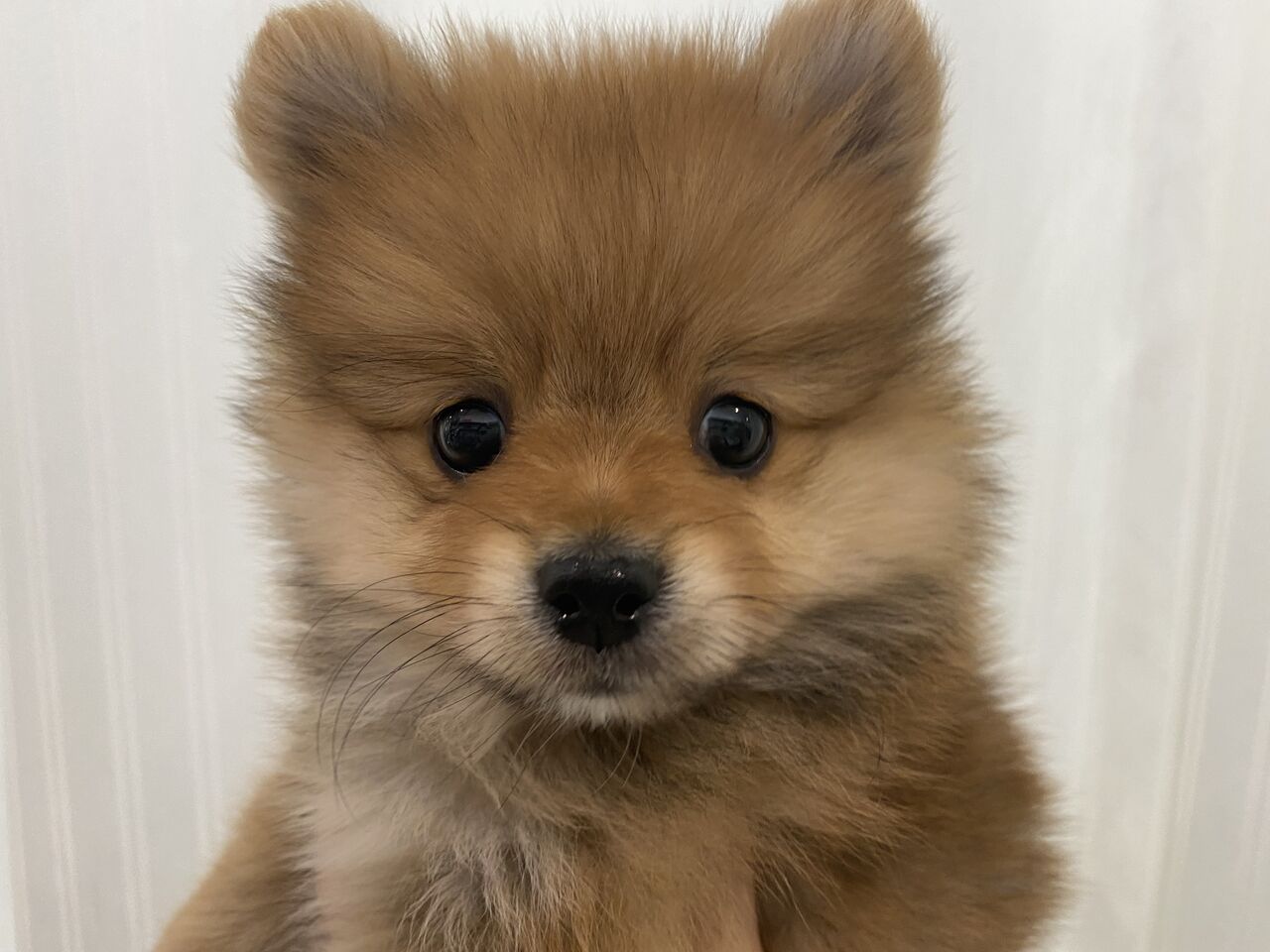 わんちゃん紹介 カインズ船橋習志野店ペッツワンコーナーペットショップワンラブのスタッフブログ わんちゃん紹介 カインズ船橋習志野店ペッツワンコーナーペットショップワンラブのスタッフブログ