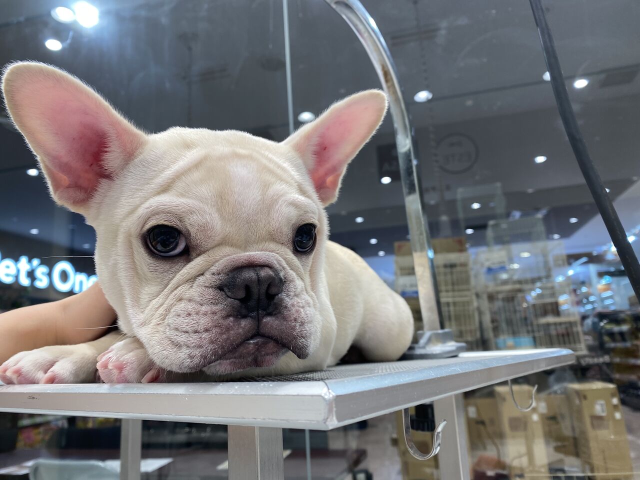 フレブル シャンプーコース 船橋習志野店 松山 カインズ船橋習志野店ペッツワンコーナーペットショップワンラブのスタッフブログ