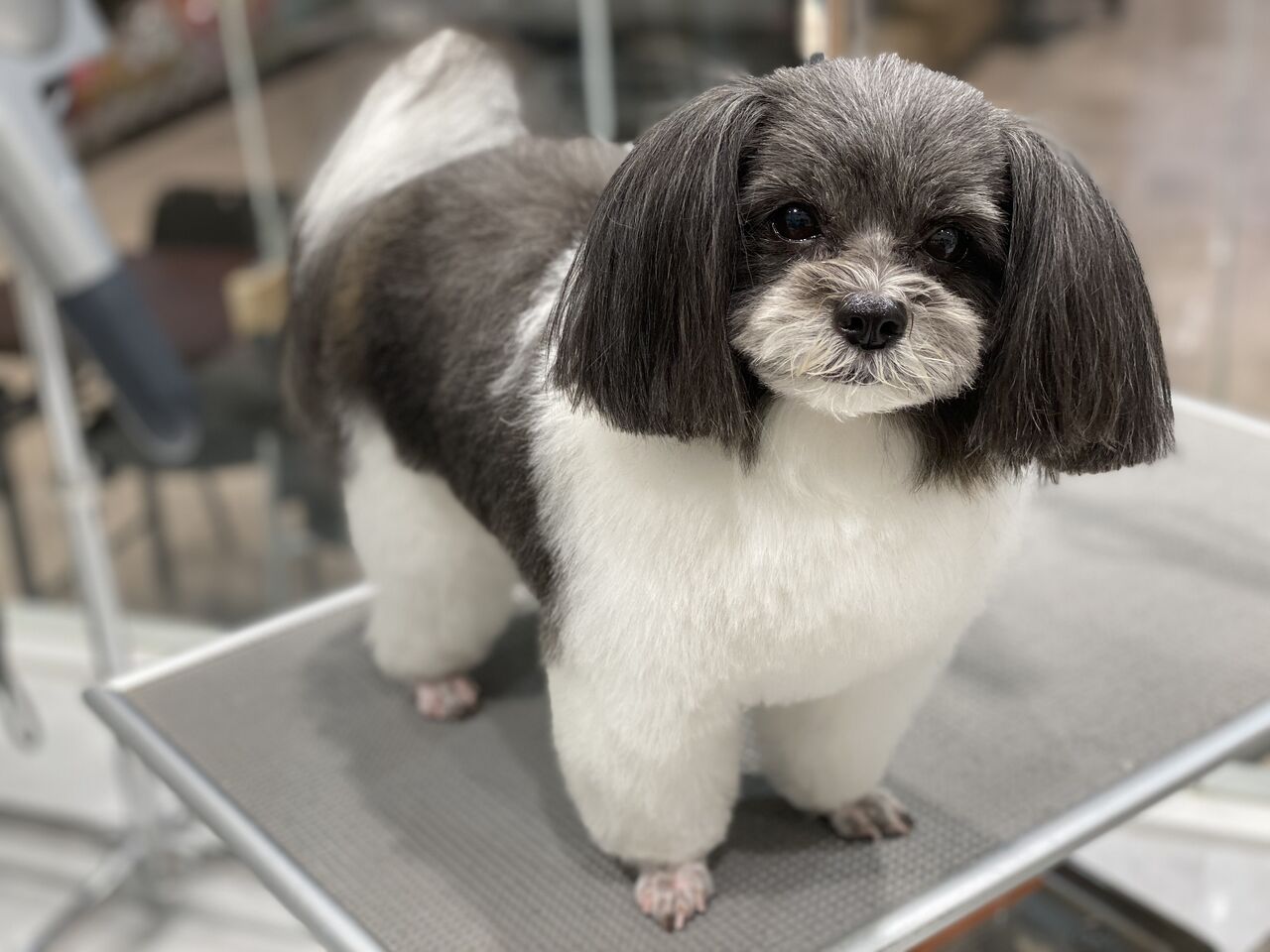 パピシー シャンプーカット 船橋習志野店 松山 カインズ船橋習志野店ペッツワンコーナーペットショップワンラブのスタッフブログ