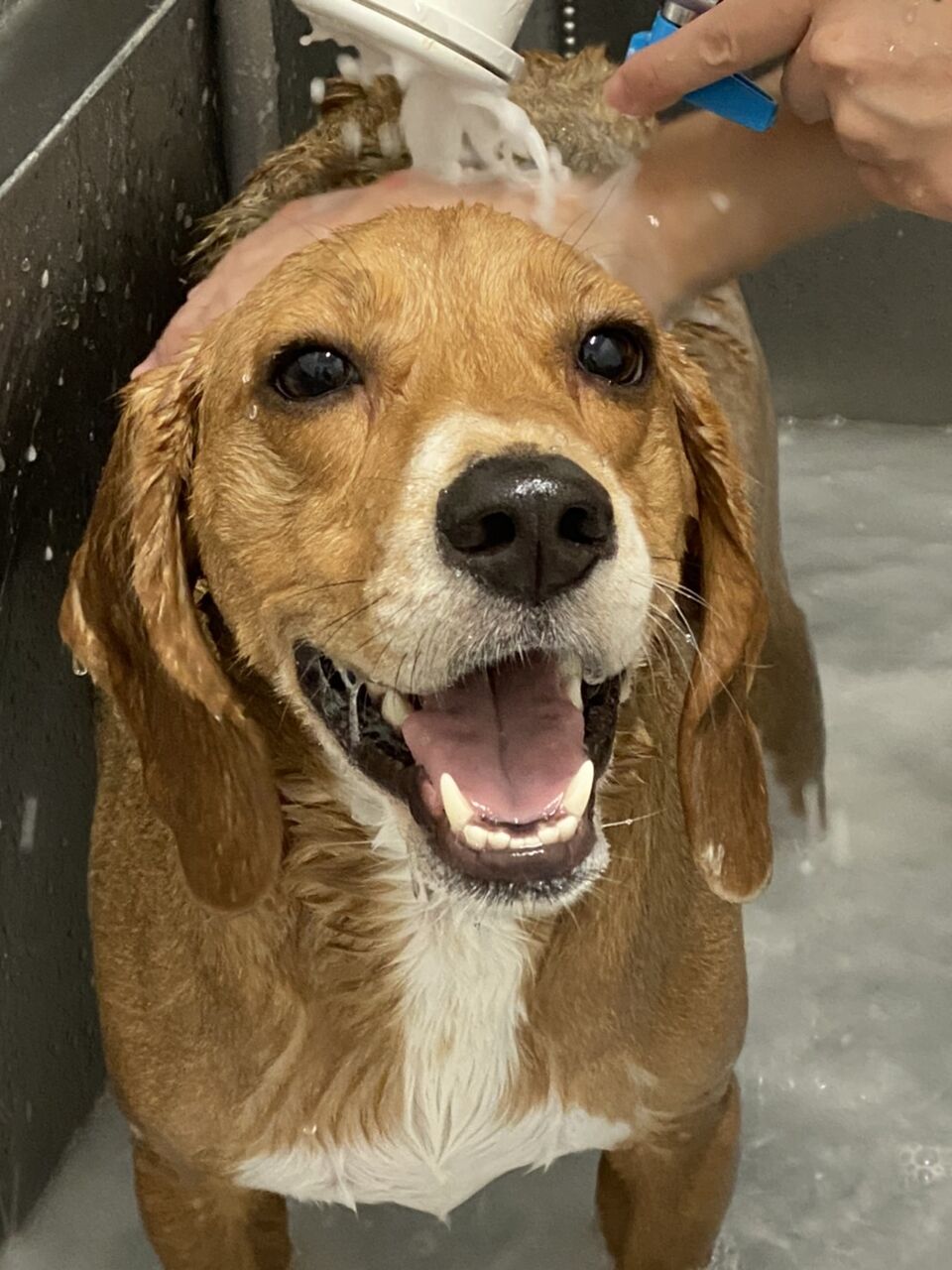 ビーグル シャンプーコース 船橋習志野店 松山 カインズ船橋習志野店ペッツワンコーナーペットショップワンラブのスタッフブログ