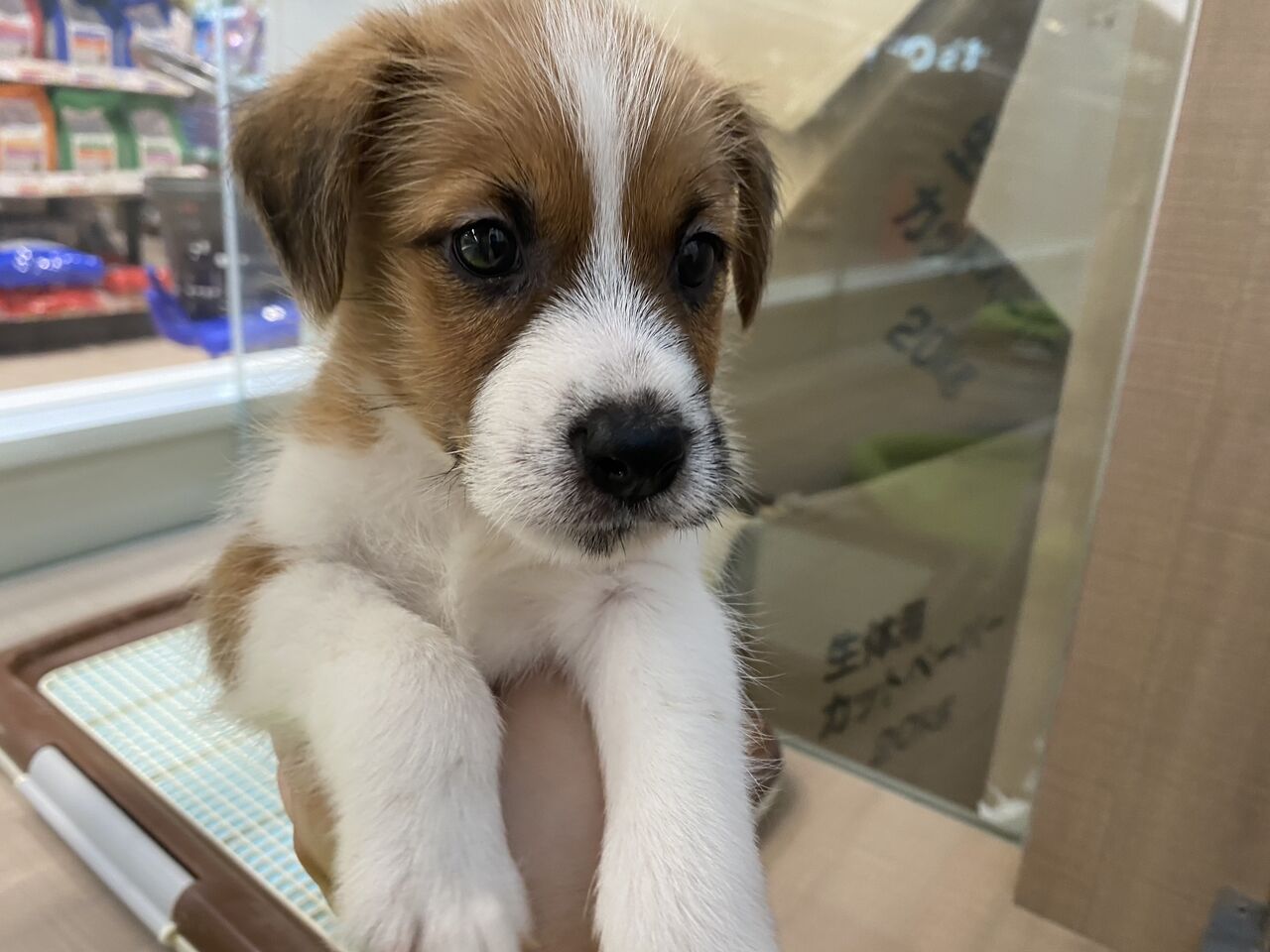 わんちゃん紹介 カインズ船橋習志野店ペッツワンコーナーペットショップワンラブのスタッフブログ わんちゃん紹介 カインズ船橋習志野店ペッツワンコーナーペットショップワンラブのスタッフブログ