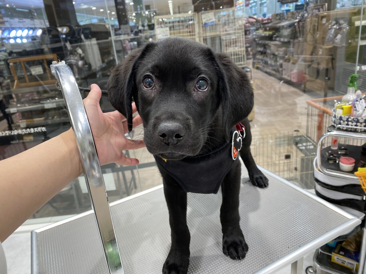 ラブラドール お手入れ 船橋習志野店 松山 カインズ船橋習志野店ペッツワンコーナーペットショップワンラブのスタッフブログ