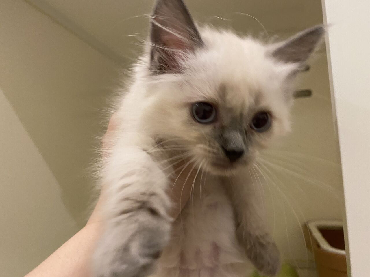 猫ちゃん紹介 カインズ船橋習志野店ペッツワンコーナーペットショップワンラブのスタッフブログ 猫ちゃん紹介 カインズ船橋習志野店ペッツワンコーナーペットショップワンラブのスタッフブログ