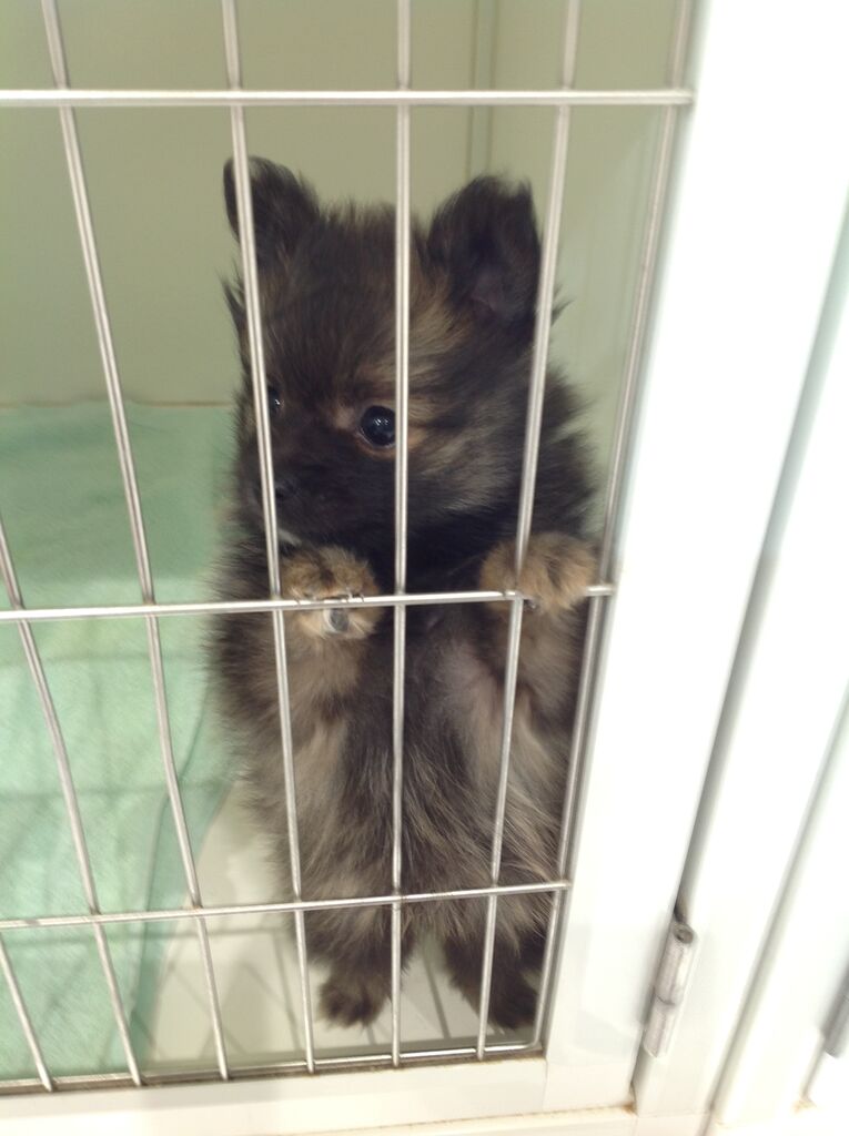 ワンちゃんの紹介です カインズ船橋習志野店ペッツワンコーナーペットショップワンラブのスタッフブログ