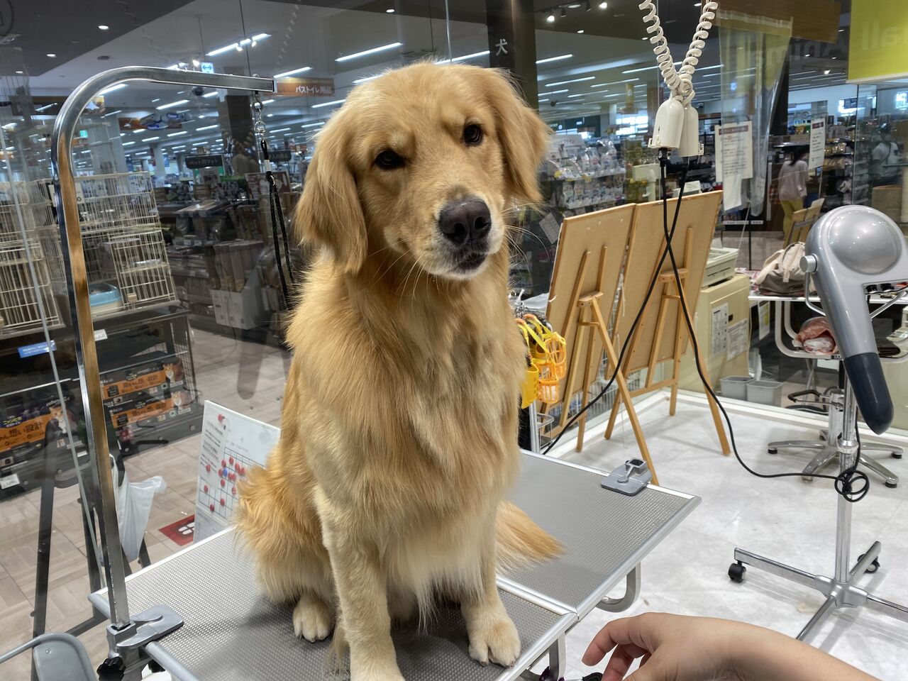ゴールデンレトリバー シャンプーコース 船橋習志野店 松山 カインズ船橋習志野店ペッツワンコーナーペットショップワンラブのスタッフブログ ゴールデンレトリバー シャンプーコース 船橋習志野店 松山 カインズ船橋習志野店ペッツワンコーナーペットショップワンラブのスタッフブログ