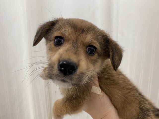 ワンちゃん紹介 カインズ船橋習志野店ペッツワンコーナーペットショップワンラブのスタッフブログ ワンちゃん紹介 カインズ船橋習志野店ペッツワンコーナーペットショップワンラブのスタッフブログ