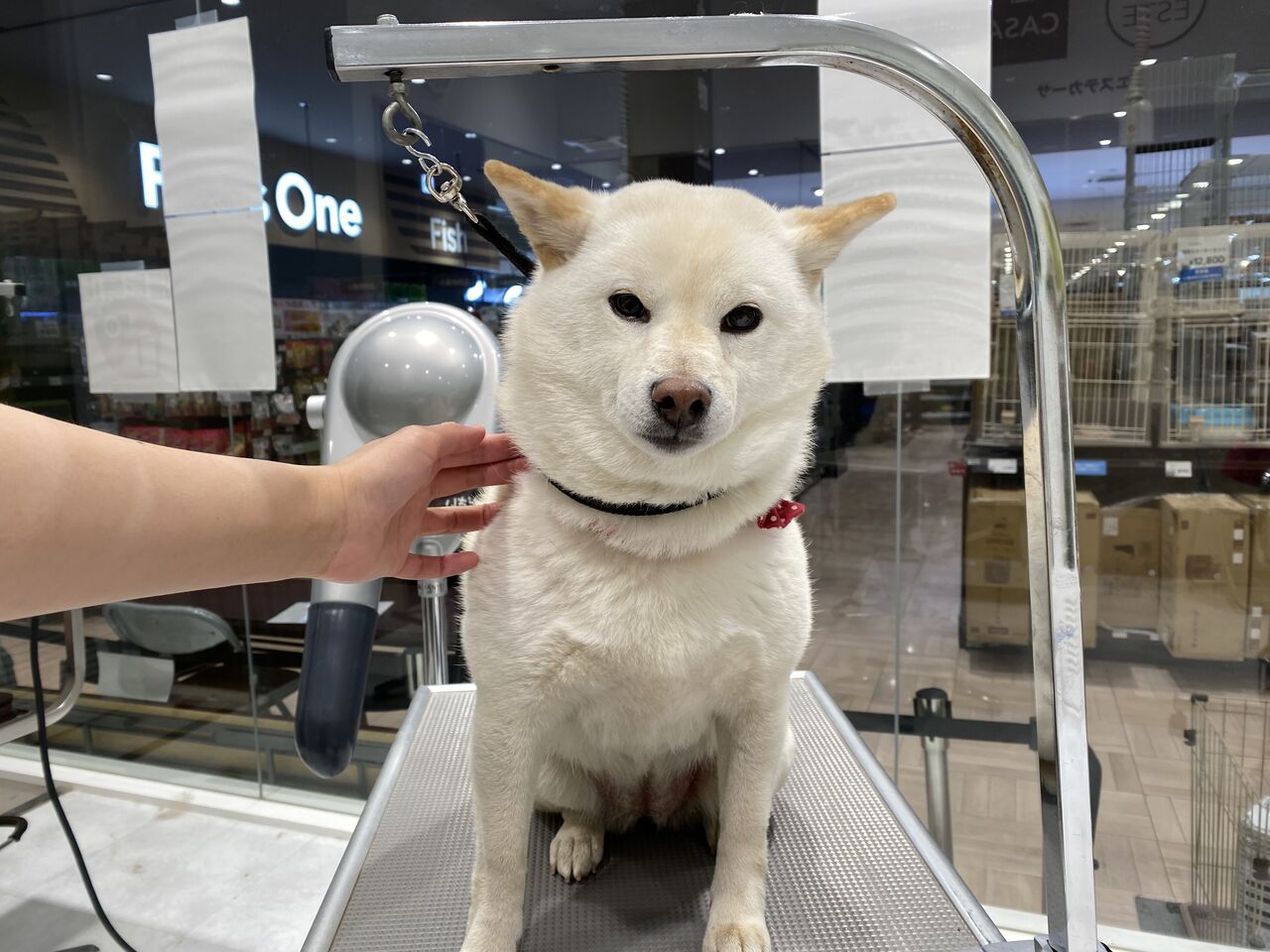 柴犬 グルーミングパッケージ 船橋習志野店 松山 カインズ船橋習志野店ペッツワンコーナーペットショップワンラブのスタッフブログ