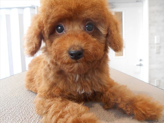 トイプードル パピプー シャンプーセット 松本 ペットショップワンラブ ザ ファクトリー ニシムタ合志店のスタッフブログ