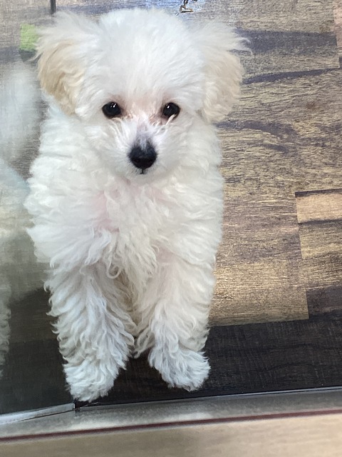 わんちゃんのご紹介 : ペットショップワンラブ フレスポ御所野店