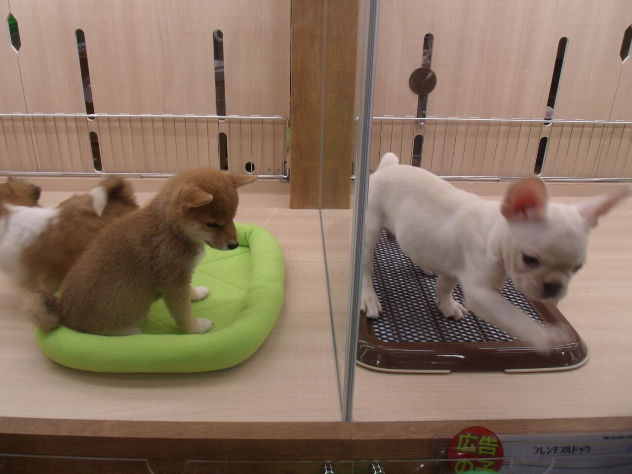 いよいよオープン ペットショップ ワンラブグループ カインズ羽生店ペッツワンコーナーのスタッフブログ