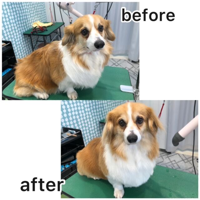 トリミングコーナー 大阪府 ペットショップワンラブ イズミヤ八尾店のスタッフブログ