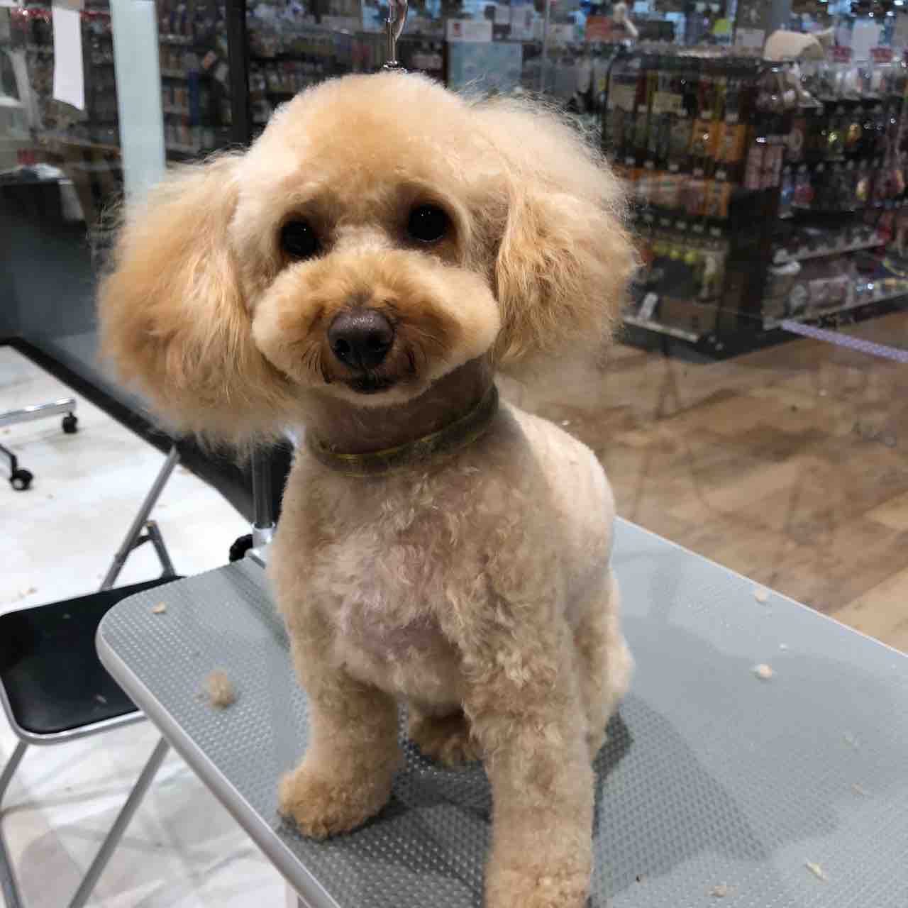 トリミング トイプードル 愛知県稲沢市のカインズ稲沢ハーモニーランド店 ペットショップワンラブのスタッフブログ トリミング トイプードル 愛知県稲沢市のカインズ稲沢ハーモニーランド店 ペットショップワンラブのスタッフブログ