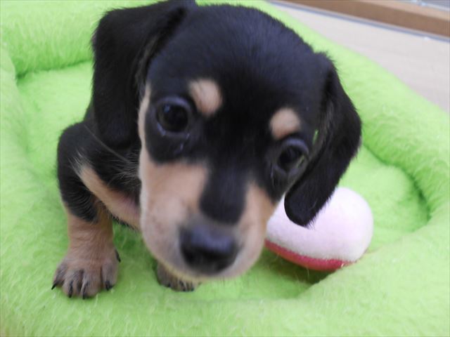 可愛いダックスフンドちゃん 愛知県稲沢市のカインズ稲沢ハーモニーランド店 ペットショップワンラブのスタッフブログ