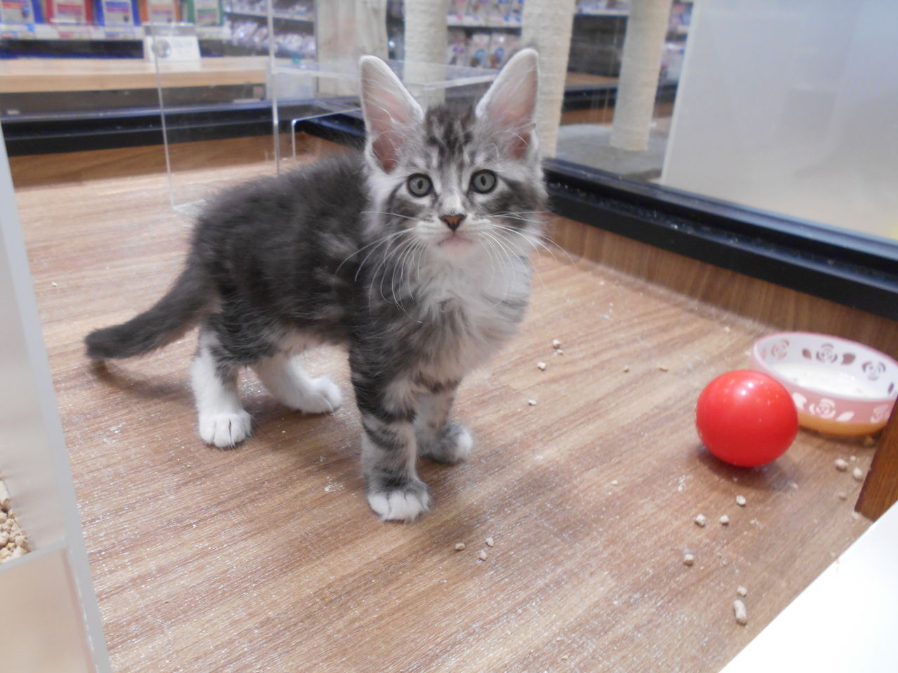 カッコイイ猫ちゃん 愛知県稲沢市のカインズ稲沢ハーモニーランド店 ペットショップワンラブのスタッフブログ カッコイイ猫ちゃん 愛知県稲沢市のカインズ稲沢ハーモニーランド店 ペットショップワンラブのスタッフブログ