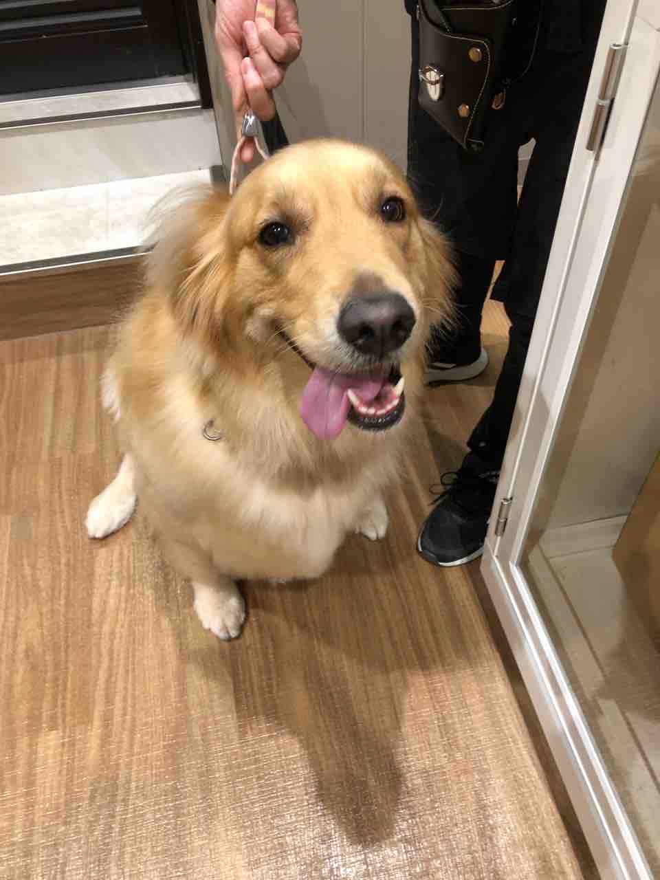 トリミング ゴールデンレトリバー 愛知県稲沢市のカインズ稲沢ハーモニーランド店 ペットショップワンラブのスタッフブログ