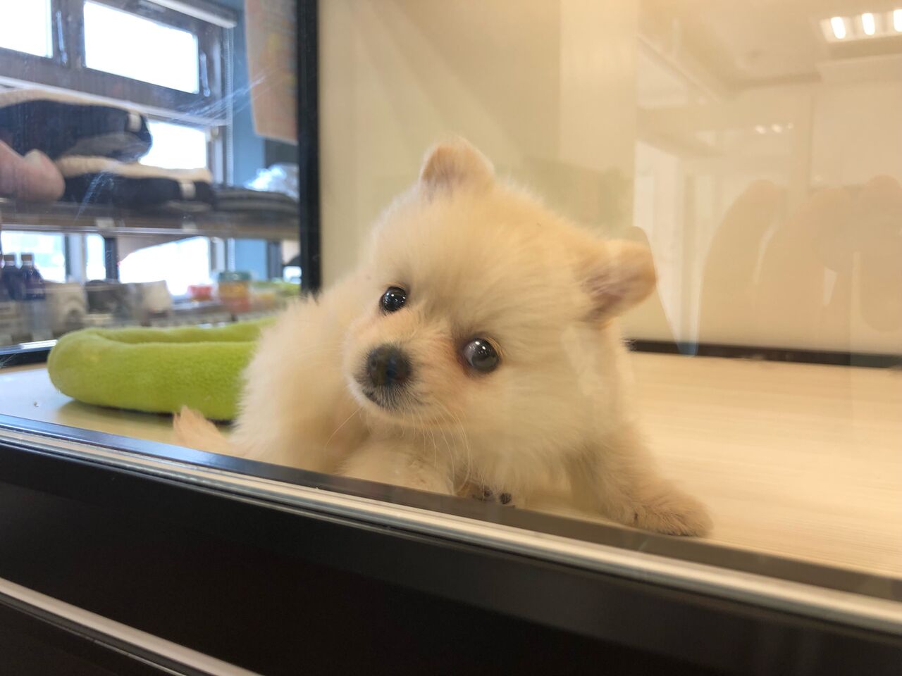 人気のmix ポメチー くんの兄妹 ペットショップワンラブ 東京都 葛飾総本店 スタッフブログ
