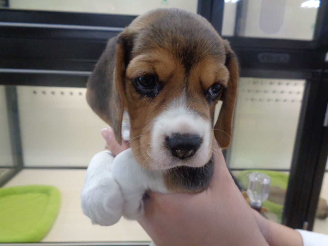 22年も早1ヶ月 ペットショップワンラブ 東京都 葛飾総本店 スタッフブログ 22年も早1ヶ月 ペットショップワンラブ 東京都 葛飾総本店 スタッフブログ